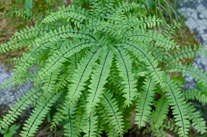 Adiantum aleuticum (western maidenhair fern, five-fingered fern)