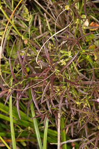 Agalinis purpurea (purple false foxglove, smooth gerardia)