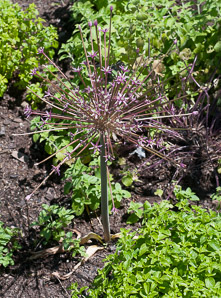 Allium schubertii (tumbleweed onion)