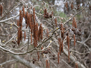 Alnus serrulata (smooth alder, hazel alder)
