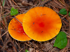 Amanita caesarea (American Caesar’s mushroom)