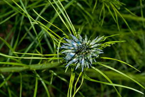 Amsonia ciliata (bluestar, fringed bluestar, blue funnel lily, Texas bluestar)