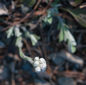 Antennaria neglecta (field pussytoes)