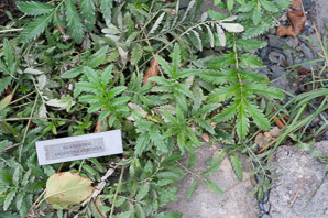 Argentina anserina (silverweed, silverweed cinquefoil)