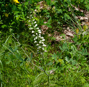 Baptisia alba (white wild indigo, white false indigo)