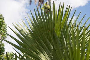 Borassus flabellifer (palmyra palm)