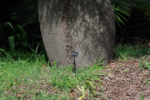 Brachychiton rupestris (Queensland bottle tree)