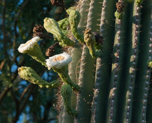Carnegiea gigantea (saguaro, giant saguaro)