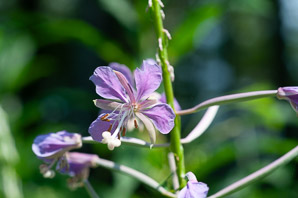 Chamerion angustifolium (fireweed)