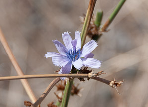 Cichorium intybus (chicory)