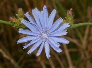 Cichorium intybus (chicory)