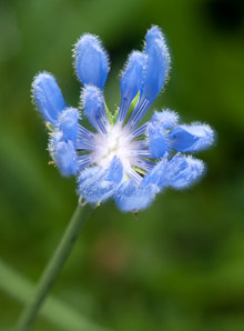 Cichorium intybus (chicory)