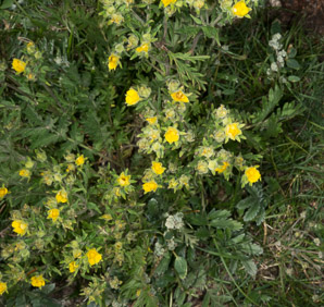 Dasiphora fruticosa (shrubby cinquefoil, golden hardhack, bush cinquefoil)