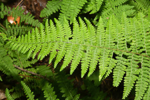 Dennstaedtia punctilobula (hay-scented fern, eastern hayscented fern)
