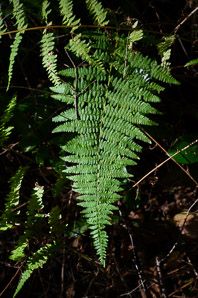 Dennstaedtia punctilobula (hay-scented fern, eastern hayscented fern)