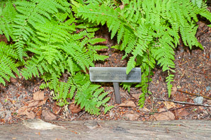 Dennstaedtia punctilobula (hay-scented fern, eastern hayscented fern)