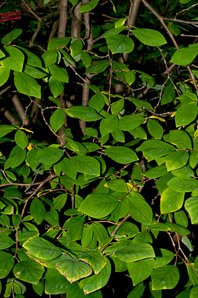 Dirca palustris (Eastern leatherwood, leatherwood)