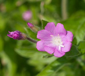 Epilobium hirsutum (great willowherb, hairy willow-herb, great hairy willowherb, apple-pie, cherry-pie, codlins-and-cream, codlins and cream)