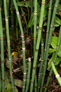 Equisetum hyemale (rough horsetail, common scouring rush, scouringrush horsetail)