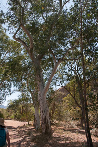 Eucalyptus camaldulensis (red gum)