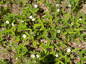 Fragaria virginiana (common strawberry, Virginia strawberry, wild strawberry, strawberry)