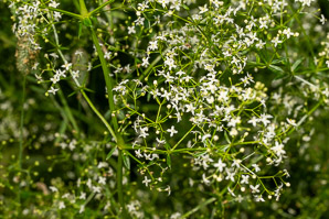 Galium mollugo (smooth bedstraw, false baby’s breath, upright bedstraw, upright hedge bedstraw, white bedstraw, wild madder)