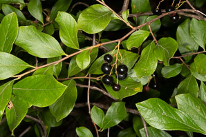 Gaylussacia baccata (black huckleberry, common huckleberry)