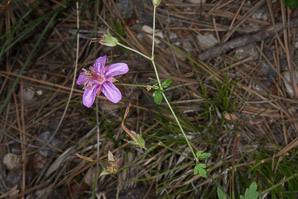 Geranium caespitosum (pineywoods geranium, crane’s bill, Fremont’s geranium, Parry’s geranium, purple wild geranium, tufted geranium, wild geranium)