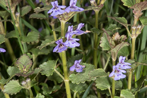 Glechoma hederacea (ground-ivy, gill-over-the-ground, creeping charlie, alehoof, tunhoof, catsfoot, field balm, run-away-robin, ground ivy)