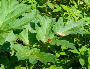 Heracleum maximum (cow parsnip, Indian celery, pushki, common cowparsnip)