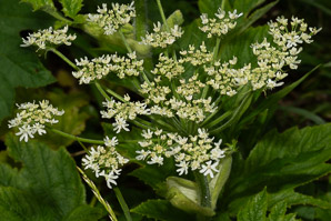 Heracleum maximum (cow parsnip, Indian celery, pushki, common cowparsnip)