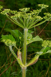 Heracleum maximum (cow parsnip, Indian celery, pushki, common cowparsnip)