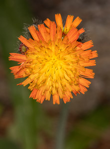 Hieracium aurantiacum (orange hawkweed, devil’s paintbrush, fox-and-cubs, tawny hawkweed, grim-the-collier)