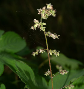 Humulus japonicus (Japanese hops, Japanese hop)