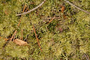 Hylocomium splendens (splendid feather moss, glittering woodmoss, stairstep moss, mountain fern moss)
