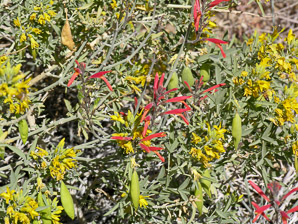 Justicia californica (chuparosa, beloperone, hummingbird bush)