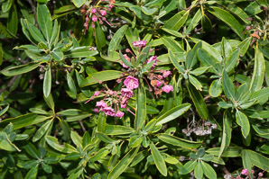 Kalmia angustifolia (sheep laurel)
