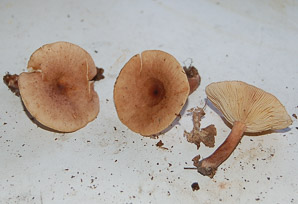 Kuehneromyces mutabilis (sheathed woodtuft)
