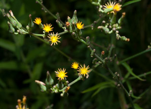 Lactuca canadensis (wild lettuce, Canada lettuce)