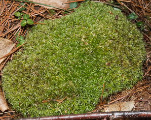 Leucobryum glaucum (pincushion moss, leucobryum moss)