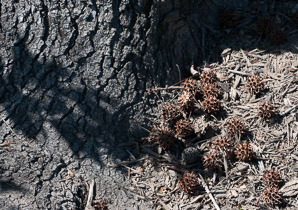 Liquidambar styraciflua (American sweetgum, redgum, sweetgum, starleaf-gum)