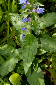 Lobelia siphilitica (great blue lobelia)