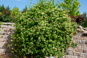 Lonicera sempervirens (trumpet honeysuckle, coral honeysuckle, woodbine)
