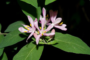 Lonicera tatarica (Tatarian honeysuckle)