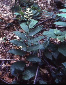 Maianthemum racemosum (false Solomon’s seal, treacleberry, Solomon’s plume, false spikenard)