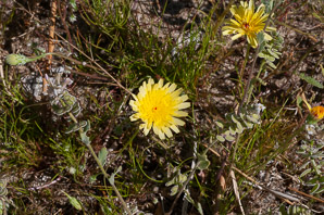 Malacothrix glabrata (smooth desert dandelion, desert dandelion, smooth desertdandelion)