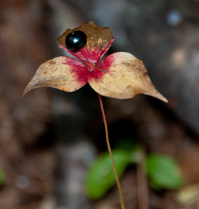 Medeola virginiana (Indian cucumber-root, Indian cucumber)