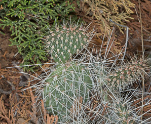Opuntia polyacantha (plains pricklypear, starvation pricklypear, hairspine cactus, panhandle pricklypear)