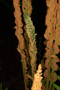 Osmunda cinnamomea (cinnamon fern)