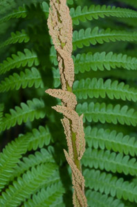 Osmunda cinnamomea (cinnamon fern)